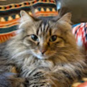 Meet your Posher, Mauricea